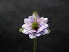 Hepatica nobilis var. acuta 'Louise Koehler'