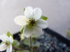 Hepatica nobilis var. pubescens 'Tenchou'