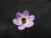 Hepatica pubescens Tenginbai