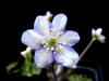 Hepatica nobilis var. pyranaica 'Harlekin Blue