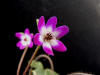 Hepatica pubescens 'Hohobeni'