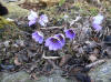 Hepatica transsilvanica Blue Strain.JPG