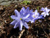 Hepatica transsilvanica Silberprinzessin