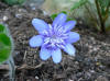 Hepatica transsilvanica Ellison Spence