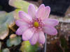 Hepatica transsilvanica 'Schwanensee'