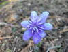 Hepatica transsilvaica Konny Greenfield