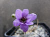 Hepatica transsilvanica. 'Fliether Rosa'