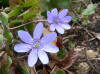 Hepatica transsilvanica 