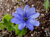 Hepatica x media 'Blackthorn Group'