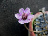 Hepatica yamatutai Pink