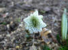 Hepatica yamatutai