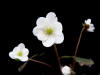 Hepatica yamatutai