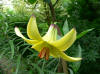 Lilium  monadelphum