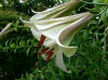 Lilium  sargentiae