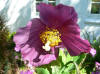 Meconopsis betonicifolia Violet