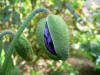 Meconopsis grandis Branklyn form