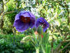 Meconopsis grandis Branklyn form