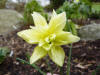 Narcissus 'Queen Ann's Double'