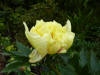 Paeonia Lemon Dream