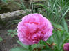 Paeonia Bess Bockstoce