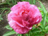 Paeonia Bess Bockstoce