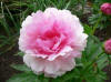 Paeonia Bess Bockstoce