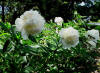 Paeonia Madame de Verneville