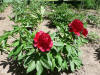 Paeonia Red Charm