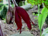 Podophyllum Spotty Dotty