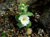 Primula albanensis