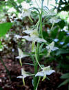 Platanthera chlorantha