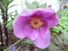 Paeonia mairei 