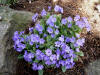 Primula marginata 'Clears Variete'