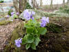 Primula marginata 'Barbara Clough'