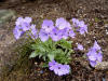 Primula marginata 'Crenulata'