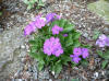 Primula marginata unknow