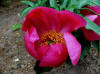 Paeonia officinalis China Rose