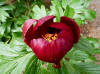 Paeonia peregrina