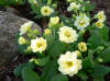 Primula vulgaris flora plena yellow