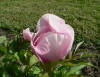 Paeonia "P.C.O Nrgrd nr.1" 