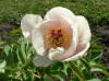 Paeonia "P.C.O Nrgrd nr.5" 