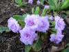 Primula Quakers Bonnet