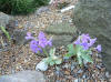 Primula marginata Laciniata