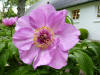 Paeonia 'Alexander Steffen' 