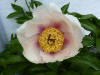 Paeonia  'Athena'