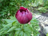 Paeonia 'Chocolate Soldie'