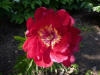 Paeonia 'Firebell'