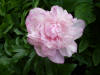 Paeonia 'Joker'