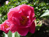 Paeonia 'Paula Fay'