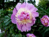 Paeonia 'Philomele'